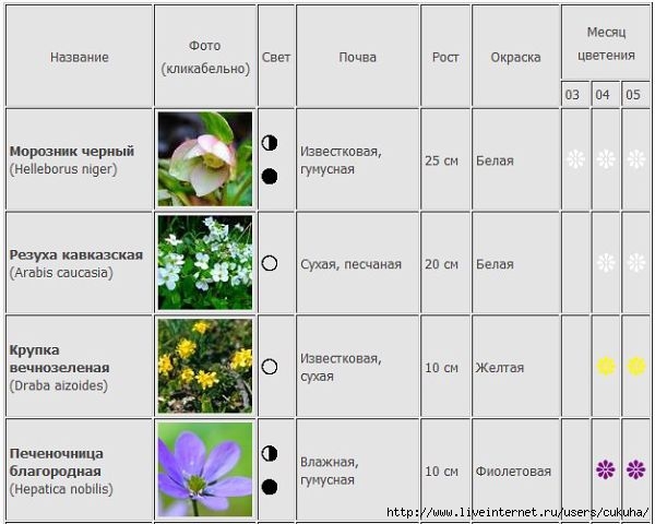 Цвести какое время. Сроки цветения многолетников. Таблица сроков цветения многолетников. Таблицы садовых растений. Таблица садовых цветов.
