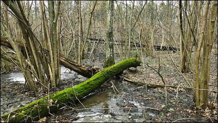  /3673959_6_1_ (700x395, 98Kb)