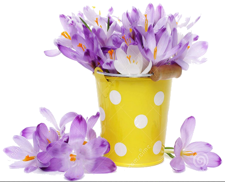 crocus-flowers-yellow-bucket-18766036 (445x360, 216Kb)