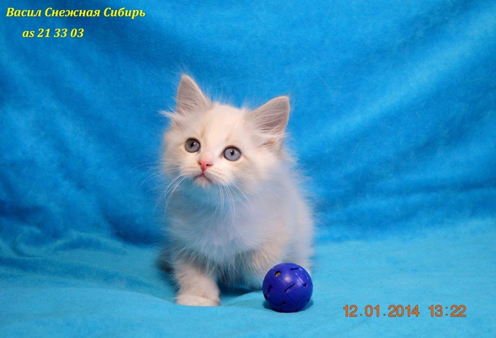 2124546_DSC_0268_color (700x477, 236Kb)