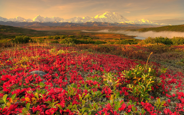 flower-field (700x437, 575Kb)