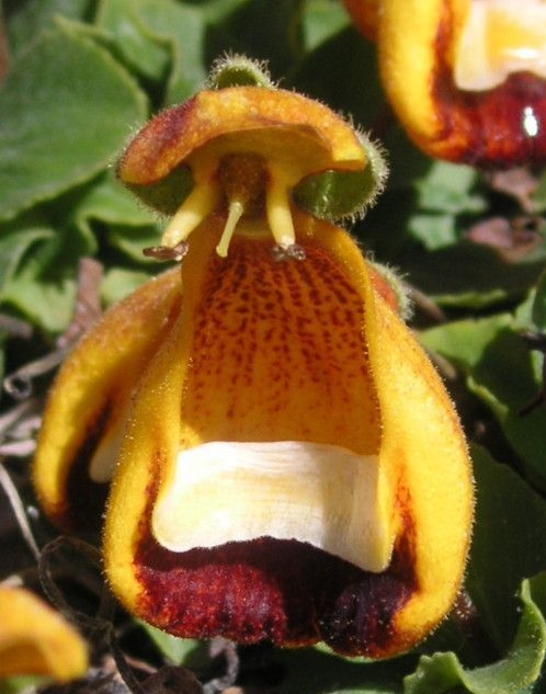 Calceolaria_uniflora (600x733, 159Kb)