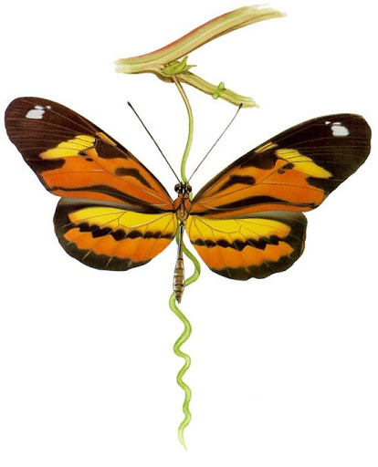 Бабочки и другие насекомые. Картинки для декупажа (9) (414x512, 102Kb)