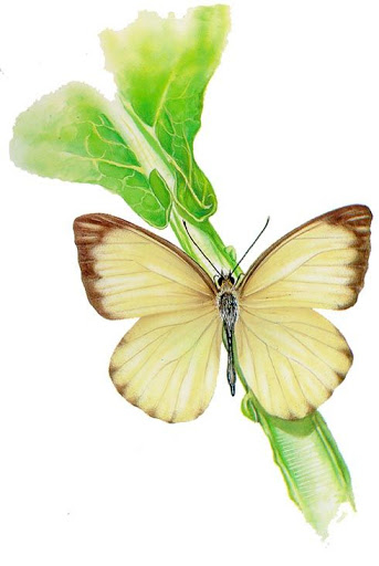 Бабочки и другие насекомые. Картинки для декупажа (15) (343x512, 95Kb)