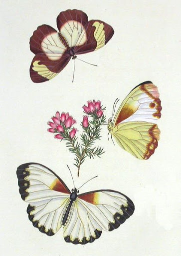 Бабочки и другие насекомые. Картинки для декупажа (22) (363x512, 138Kb)