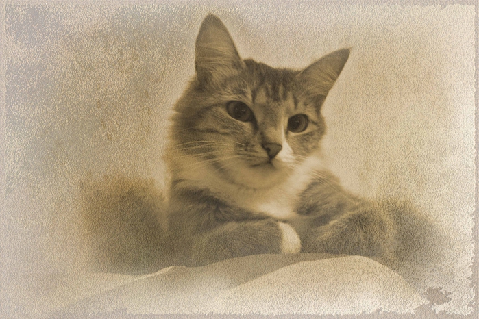 4954089_IMG_0055 (700x466, 279Kb)