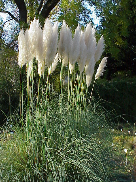 CORTADERIA SELLOANA (480x640, 118Kb)