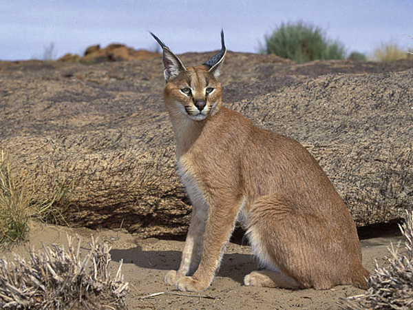 4640594_caracal_03 (600x450, 164Kb)