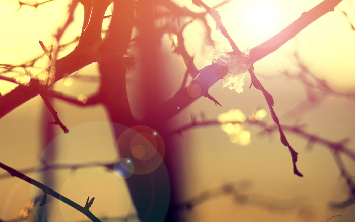 Nature-Other-Branches-In-Sun-Patches-Of-Light--1800x2880 (700x437, 259Kb)