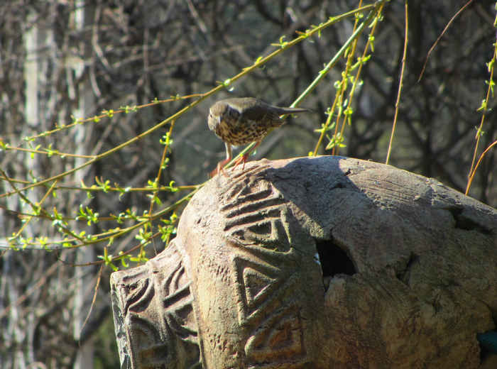 IMG_3584 (700x520, 510Kb)