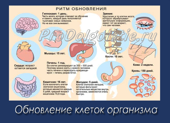 1-obnov_kletok (550x400, 101Kb)