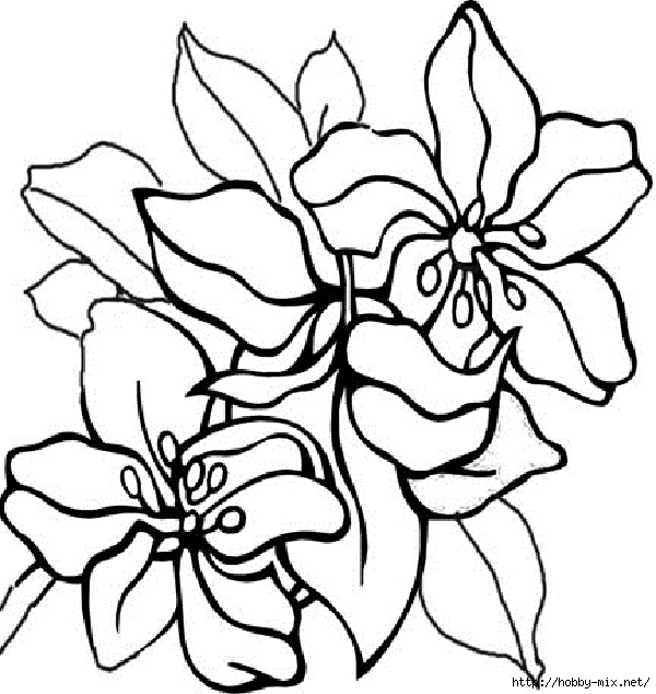 flower-coloring-pages-for-adults (600x634, 218Kb)