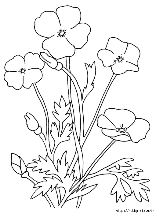 blank-poppy-flowers-coloring-sheets (511x700, 154Kb)