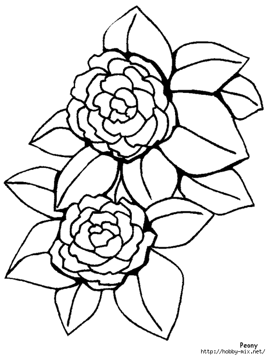 peony-flowers-coloring-pages (525x700, 154Kb)