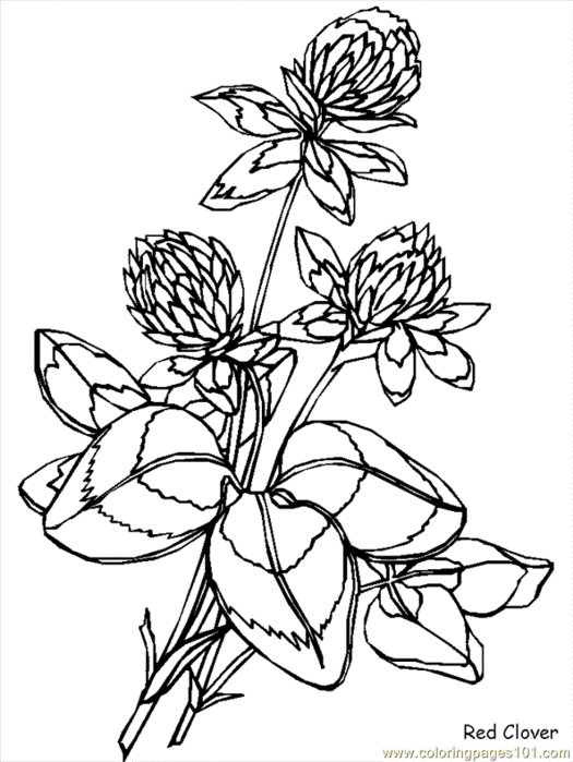 amazing-printable-coloring-page-flower-pages-redclover-natural-best-resolution (525x700, 86Kb)