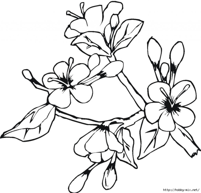blank-easter-spring-flowers-coloring-pages (700x671, 182Kb)