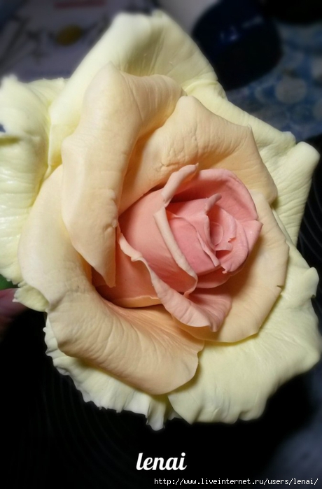 роза.jpg1 (460x700, 164Kb)