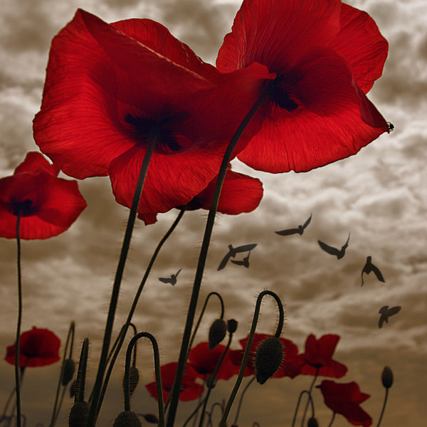 poppies_and_storm_mood_by_Floriandra (600x600, 236Kb)