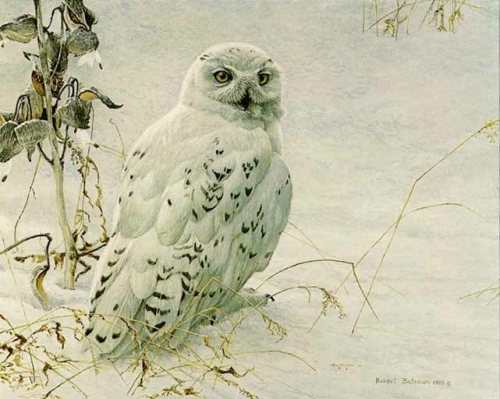 1318759518_www.nevsepic.com.ua-robert-bateman331 (500x399, 184Kb)