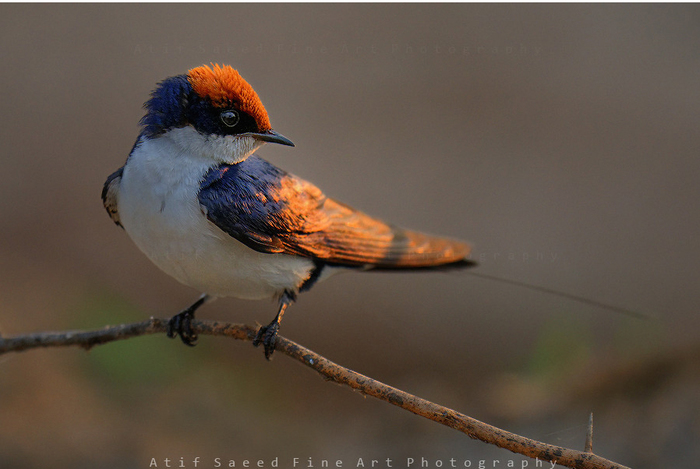 автор фото Atif Saeed 10 (700x469, 214Kb)