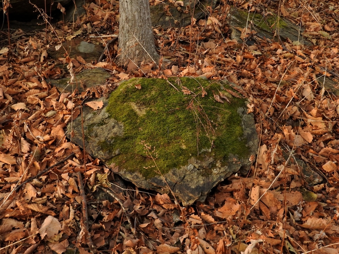 5559494_DSCN3262 (700x525, 401Kb)