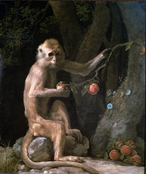 2097049_Stubbs_George_17241806__Portrait_of_a_Monkey_dated_1774__Oil_on_canvas_70_5x60_3_cm__Private_Collection (504x600, 124Kb)//2097049_Stubbs_George_17241806__Portrait_of_a_Monkey_dated_1774__Oil_on_canvas_70_5x60_3_cm__Private_Collection (504x600, 124Kb)