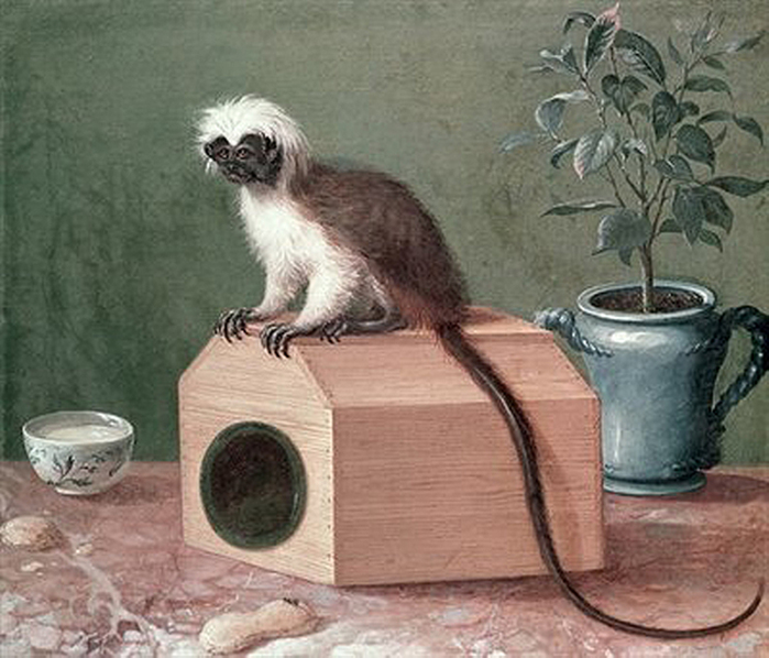 2097049_The_Favourite_Monkey_of_Carl_Linnaeus_170778_oil_on_canvas_by_Hesselius_Gustavus_16821755_Hammarby_Uppsala_Sweden (700x598, 277Kb)//2097049_The_Favourite_Monkey_of_Carl_Linnaeus_170778_oil_on_canvas_by_Hesselius_Gustavus_16821755_Hammarby_Uppsala_Sweden (700x598, 277Kb)