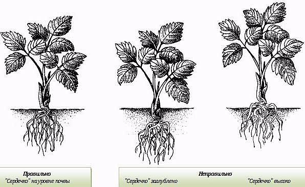 Как правильно посадить клубнику 22 (596x366, 178Kb)