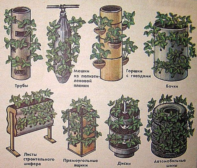 Как правильно посадить клубнику 2 (680x582, 470Kb)