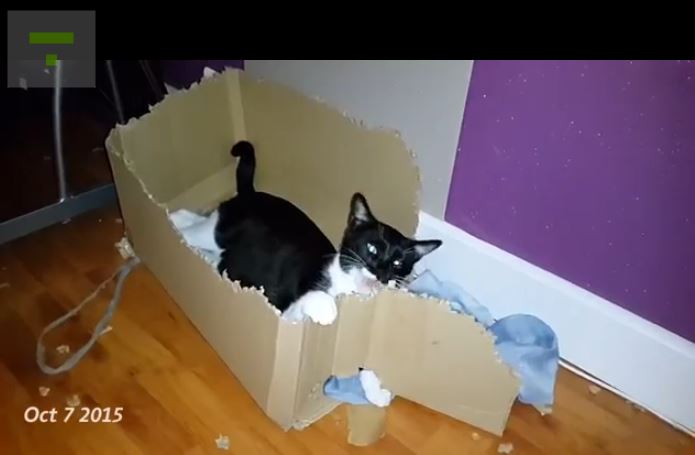 Cat v box/2045074_cat (695x455, 33Kb)