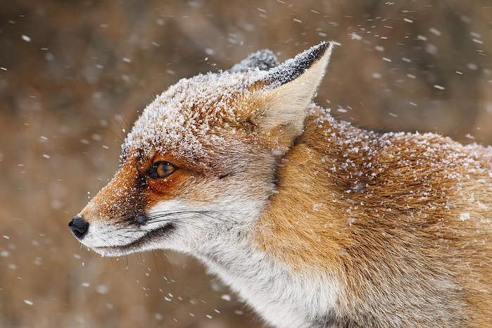 red-fox-in-a-snow-storm-roeselien-raimond (700x466, 409Kb)