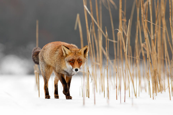 the-catcher-in-the-reed-red-fox-walking-on-ice-roeselien-raimond (700x465, 260Kb)