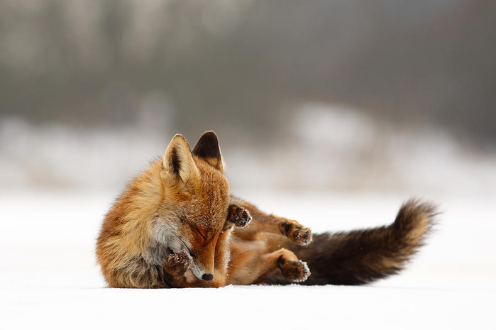 zen-fox-series-comfortably-fox-roeselien-raimond (700x465, 153Kb)