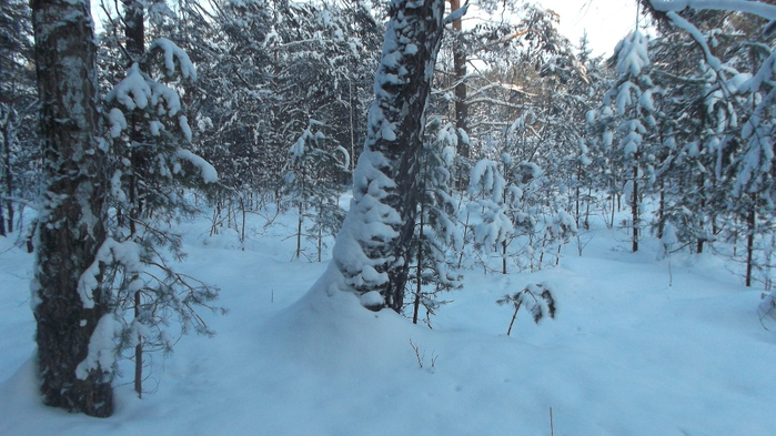 DSCF8564 (700x393, 349Kb)