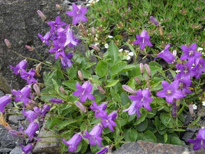 4555414_Campanula_autraniana_PDB (700x525, 158Kb)
