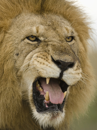 mcdonald-joe-male-african-lion-panthera-leo-flehmen-response-masai-mara-kenya (338x450, 171Kb)