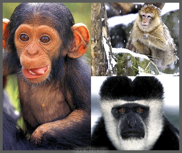 Годы жизни обезьяны. Продолжительность жизни обезьян. Средняя Продолжительность жизни обезьян. Продолжительность жизни обезьян в природе.