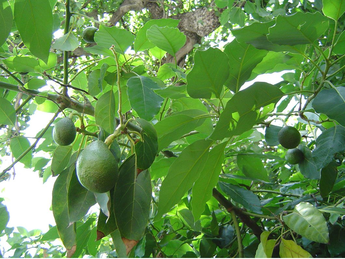 Avocado fruit tree photo (700x526, 509Kb)