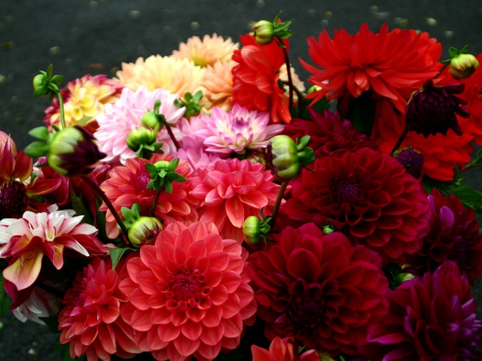 dahlias-red-bright-different-bouquet (700x525, 173Kb)