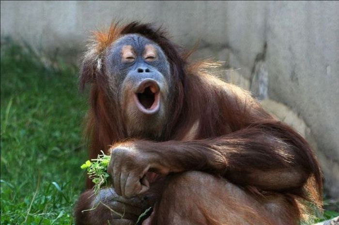 happy-orangutan-picture (700x464, 206Kb)