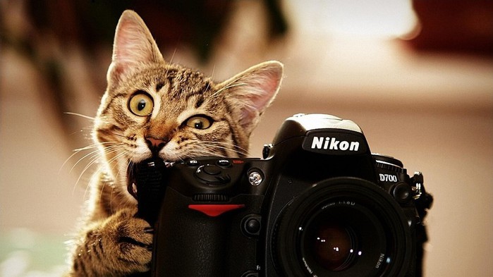 Animals___Cats_Cat_chews_Nikon_camera_098119_ (700x393, 64Kb)