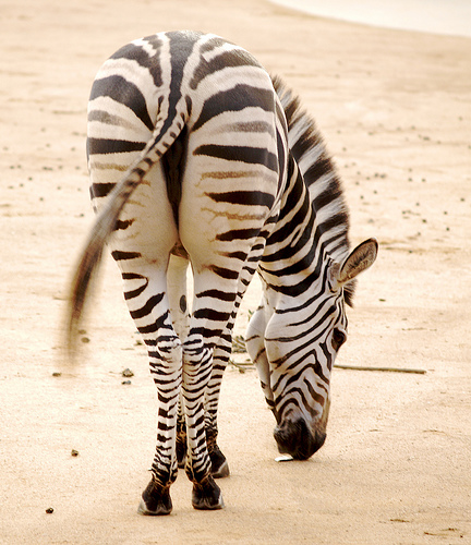 2627134_zebra (432x500, 151Kb)