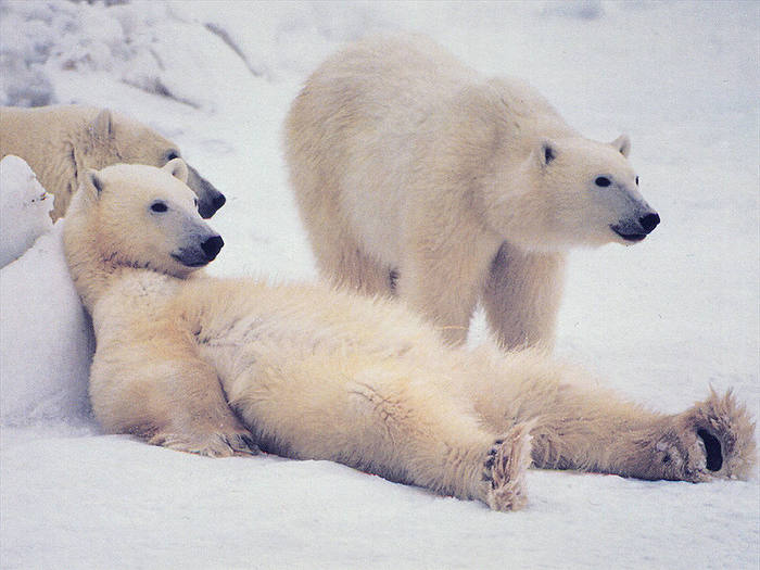 2627134_Polar_Bear_1 (700x525, 50Kb)