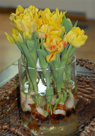 Выращивание тюльпанов в прозрачной вазе (4) (317x450, 193Kb)