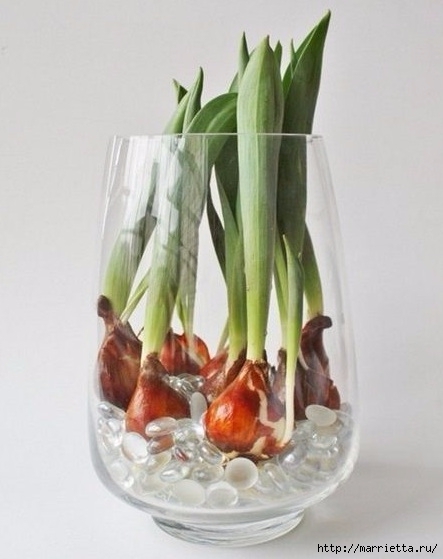 Выращивание тюльпанов в прозрачной вазе (6) (443x559, 111Kb)