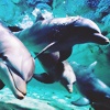 2245788_dolphin44 (100x100, 39Kb)