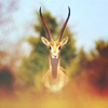 2245788_tumblr_mu16em5Wan1rcvh74o1_1280 (100x100, 28Kb)