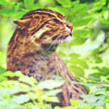 2245788_tumblr_n0ptzuWW2X1rcvh74o1_1280 (100x100, 32Kb)