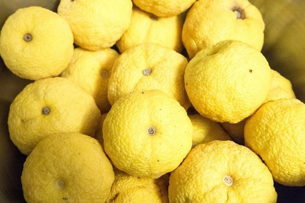 Юзу Японский лимон (604x402, 226Kb)