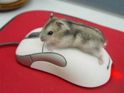 adorable-cute-mouse-mouse-on-mouse-favim-com-110447 (400x298, 27Kb)